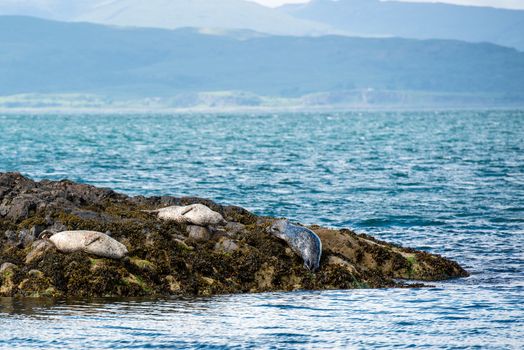 A sea lion or seal is showing his impressive claws while joining his comrades sunning themselves on the rocks of a small island near Oban,Scotland