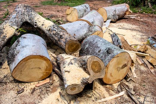Cut Logs In Logging Area