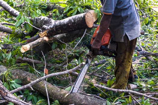 man cutting trees using an electrical chainsaw and professional tools