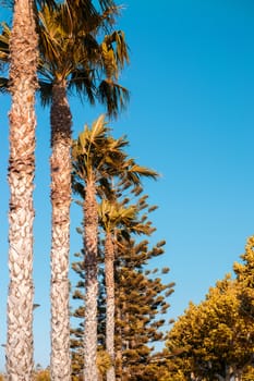 Palms on a beautiful park against blue sky.