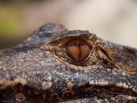 Brown eye of caiman in close-up view