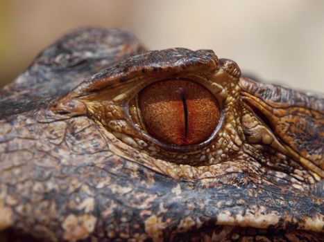 Brown eye of caiman in close-up view