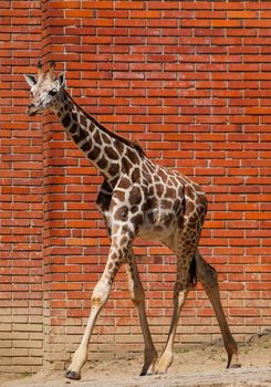 Young girafe in front of the brick wall