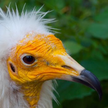 Yellow face of egyptian vulture in detail (Neophron percnopterus)