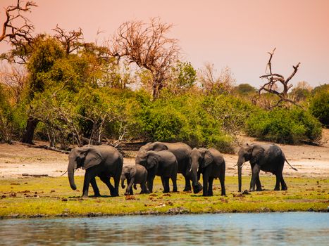 Elephant family walking at the river Chobe in Botswana