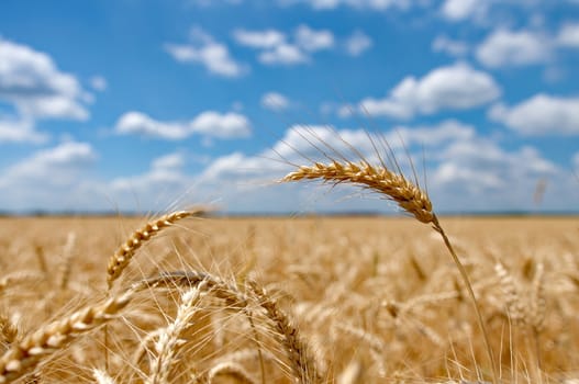 Wheat field with cloudy blue sky