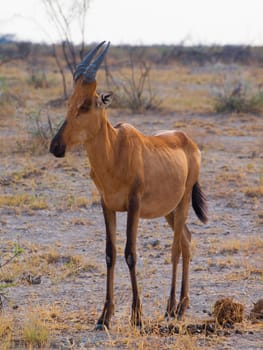 Red hertbeest in the savannah (Alcelaphus caama)