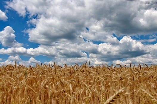 Wheat field with cloudy blue sky