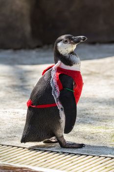 Penguin wearing a red dress at the zoo