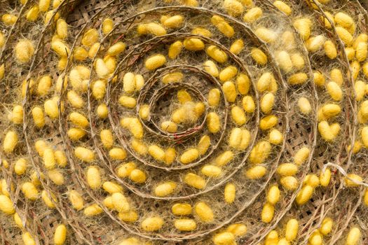 group of silk worm cocoons in nests