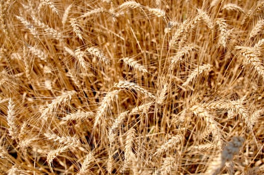 Wheat field