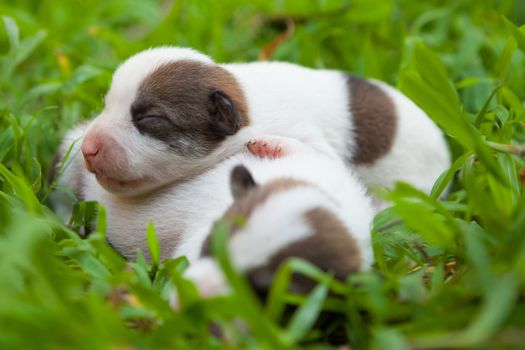 Group of newborn cute puppies two week old in green grass