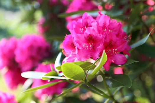 Beautiful flowering hydrangea shrub blooming