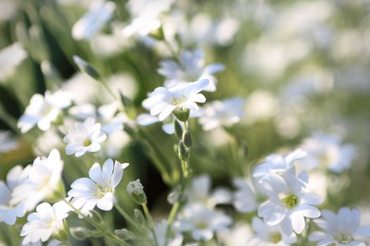 Beautiful white flowers, flowery meadow