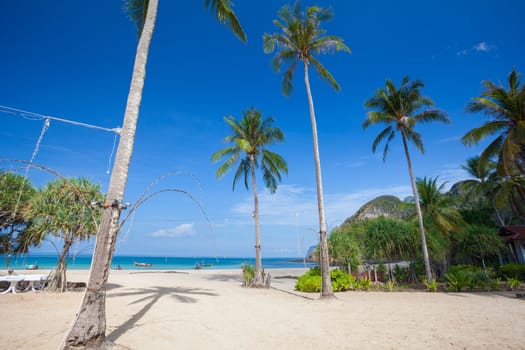 Beautiful green coconut palm trees at tropical beach