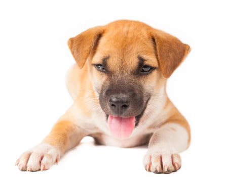 Puppy Dog showing tongue isolated on white background