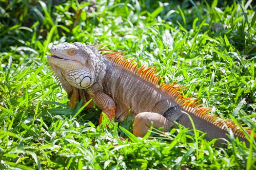 iguana reptile sitting on the green grass
