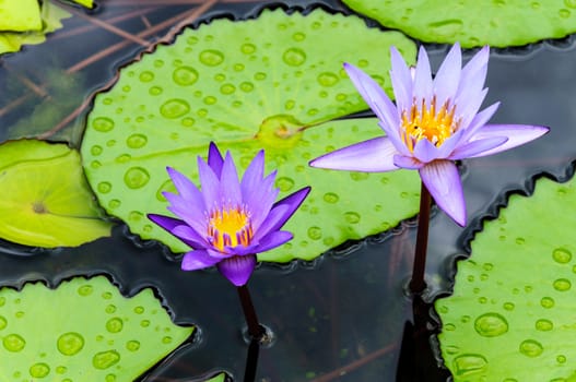 Purple lotus flower blossom in the pool,Waterlily 