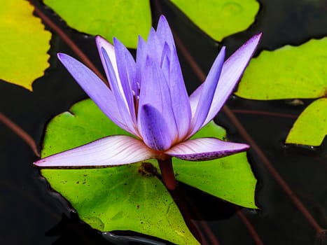 Purple lotus flower blossom in the pool,Waterlily 