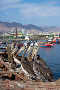 Peruvian Pelicans ((Pelicano pelecanus thagus) waiting on the dockside to be fed at the fishing harbour at Antofagasta in the Atacama Region of Chile