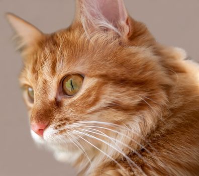 Muzzle fluffy cat with a red coat color closeup