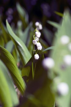 lose up of Lily of the valley 