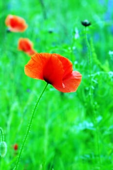 Red poppies blooming in the wild meadow