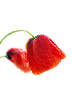 Studio Shot of Red Colored Poppy Flowers Isolated on White Backg