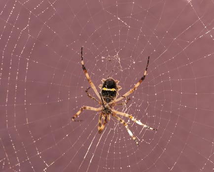 Spider resting on its cobweb after rain