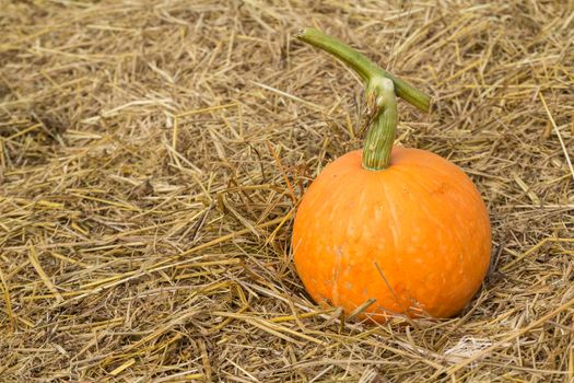 Pumpkin on the straw in the dry areas