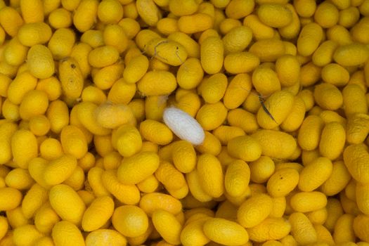 There are silkworm cocoons, natural source of silk before it's processed.