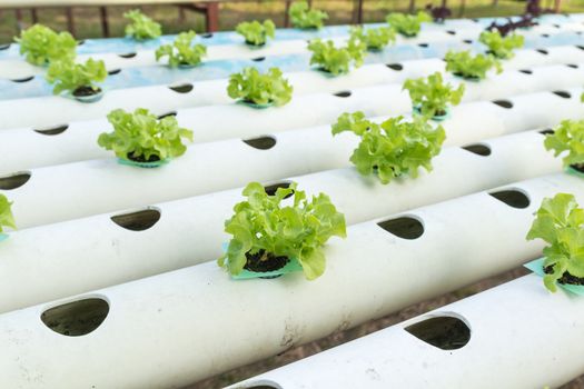 Hydroponic vegetable is planted in a garden.