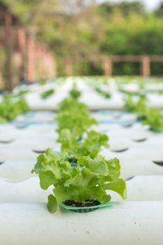 Hydroponic vegetable is planted in a garden.