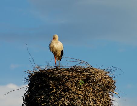 White Stork Stand at One Leg and Sleep in His Nest on Blue Sky background Outdoors