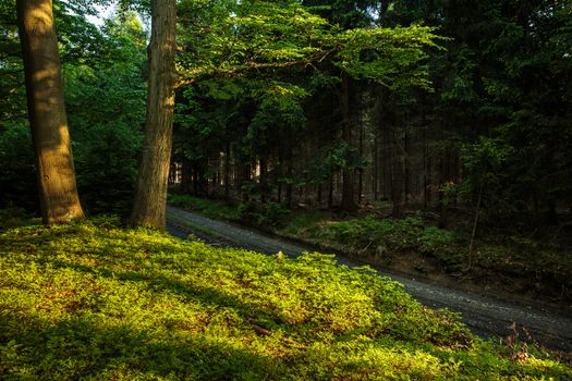 Forest - beautiful evening sunshine in a forest