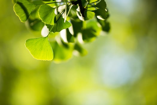 Ginkgo biloba tree branch with leafs against lush green background
