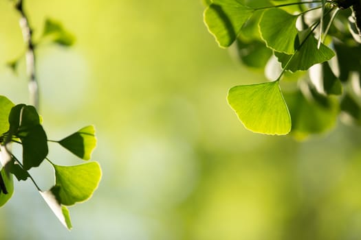 Ginkgo biloba tree branch with leafs against lush green background