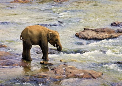 Small Indian elephant. Pinnawela Elephant Orphanage on Sri Lanka