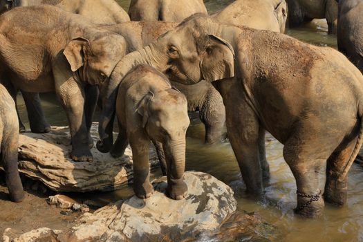 Family of Indian elephants. Pinnawela Elephant Orphanage on Sri Lanka