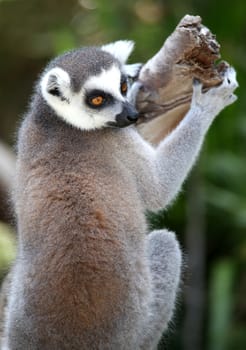 Beautiful Lemur primate with orange eyes  clinging to a tree branch