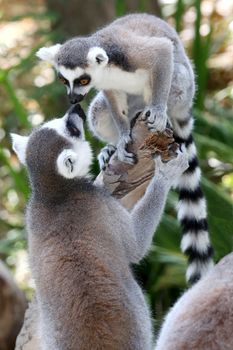 Two Lemur primates geeting and smelling each other