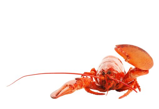Animated cooked lobster, waving hello.  Shot on white background.