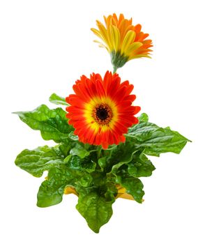 Orange Gerbera hybrid daisy.  Wide angle view.