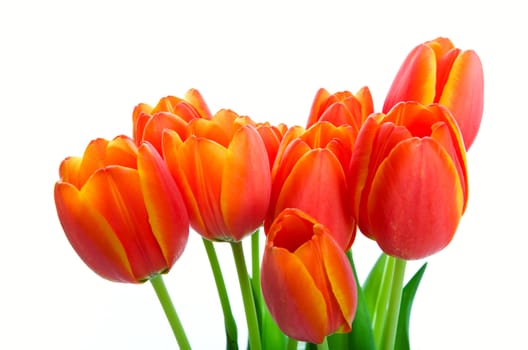A bouquet of fresh orange & yellow spring tulips.  Shot on white background.