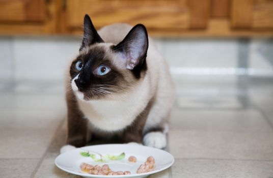 A purebred, Snowshoe Lynx-Point Siamese kitten eating wet cat food from a saucer, in a modern kitchen.


