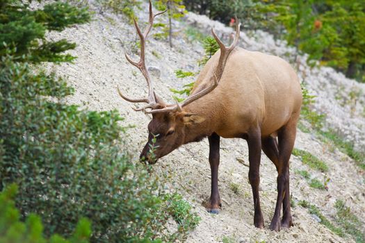 A big, beautiful, bull elk, feeding on nearby greenery, in world renown Banff National Park, Alberta, Canada.