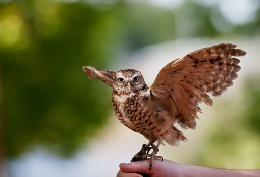 A captive Burrowing Owl from the Bird of Prey Center in Coaldale, Alberta, Canada.  This endangered species is bred here and new burrowing owls are released into the wild each year.