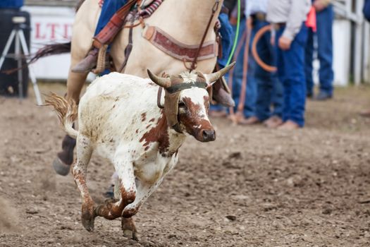 A calf runs, while a cowboy tries to rope him during the team roping event at the rodeo.