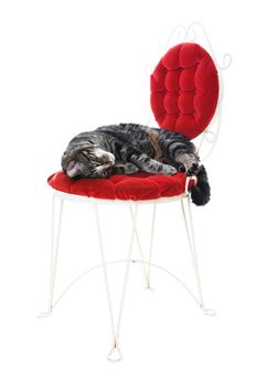 A spoiled and pampered cat, pretending to sleep with one eye open, on a Victorian style red velvet chair.  Shot on white background.