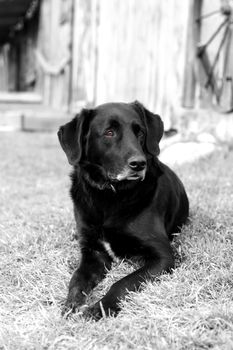 An old, black labrador retreiver dog laying in a farm yard.  Black & white with tinted brown eyes.